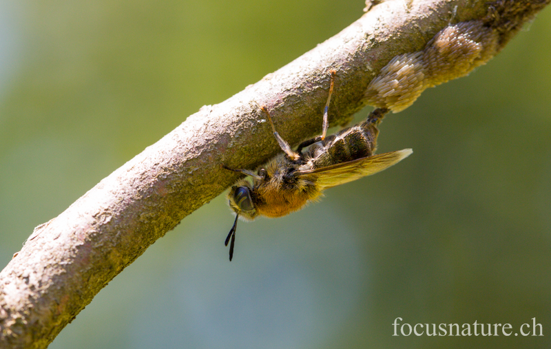 Abeille ponte 5941.jpg - Ponte d'une abeille sur une branche de bois mort (Ermitage, Genève, Suisse, juin 2013)